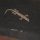 Gecko
